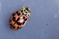 Oenopia conglobata