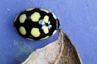 Oenopia lyncea