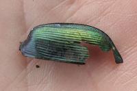 Calosoma sycophanta