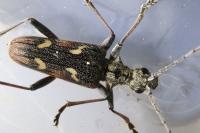 Rhagium bifasciatum