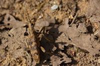 Rhagium sycophanta