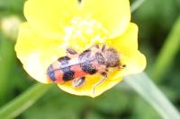 Trichodes alvearius