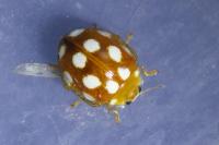 Vibidia duodecimguttata