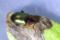 Crepidodera aurata