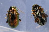 Crepidodera fulvicornis