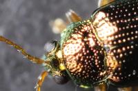 Crepidodera fulvicornis