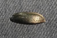 Carabus nemoralis