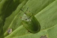 Cassida viridis