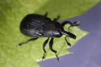 Magdalis armigera