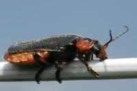 Cantharis rustica