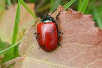 Chrysomela populi