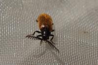 Drilus flavescens