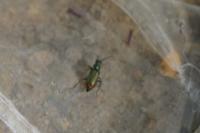 Malachius bipustulatus