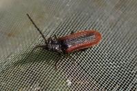 Omalisus fontisbellaquei