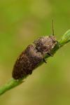 Agrypnus murinus