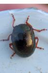 Chrysolina bankii