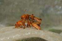 Cantharis