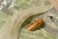 Cantharis