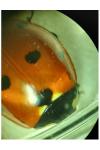 Coccinella septempunctata