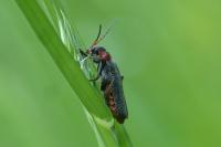 Cantharis rustica