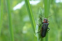 Cantharis rustica