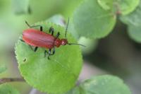 Pyrochroa serraticornis