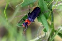 Cantharis fusca