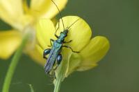 Oedemera nobilis
