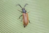 Drilus flavescens