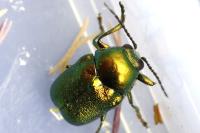 Cryptocephalus