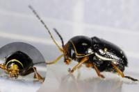 Cryptocephalus flavipes