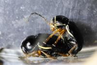 Cryptocephalus flavipes