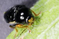 Cryptocephalus flavipes