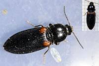 Calambus bipustulatus