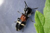 Tilloidea unifasciata