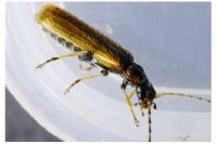 Rhagonycha nigriventris