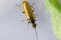 Rhagonycha nigriventris