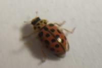 Anisosticta novemdecimpunctata