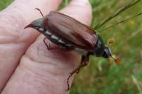 Melolontha melolontha