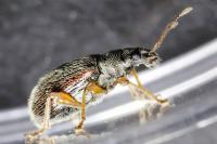 Phyllobius oblongus