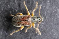 Phyllobius oblongus