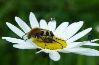 Trichius gallicus