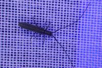 Calamobius filum