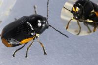 Cryptocephalus moraei