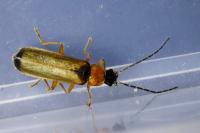 Rhagonycha lutea