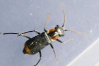 Axinotarsus marginalis