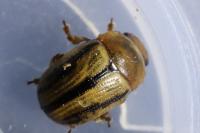 Gonioctena olivacea