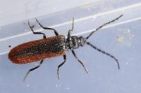 Omalisus fontisbellaquei