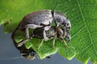 Polydrusus marginatus