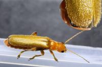 Cantharis cryptica